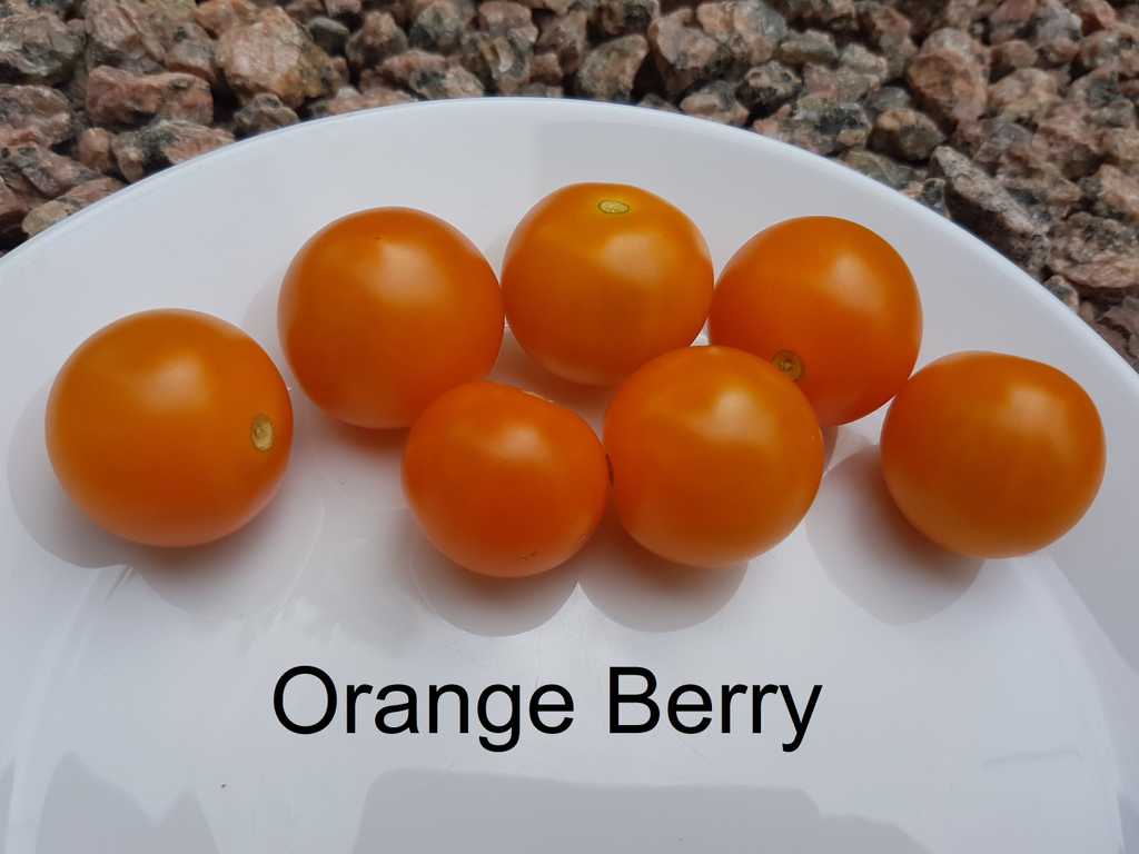 Orange Berry
